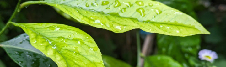 Integrative Psychotherapie (IPT)